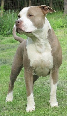 amstaff champagne