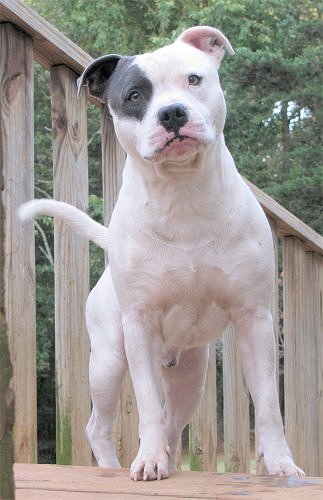 staffordshire bull terrier blue and white